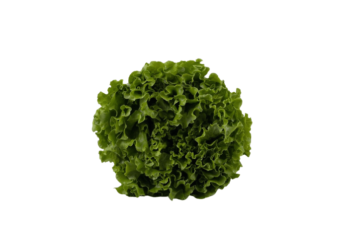 Organik Kıvırcık (1 adet)