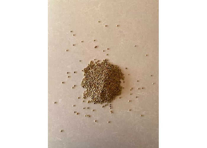 Yeşil Mercimek (1kg) - Nebyan Doğal