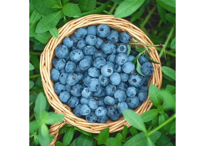 Yerli Yaban Mersini (125gr)