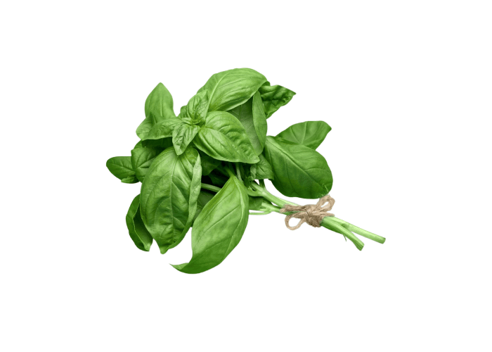 Fesleğen (1 demet) - Memleket Gurmesi