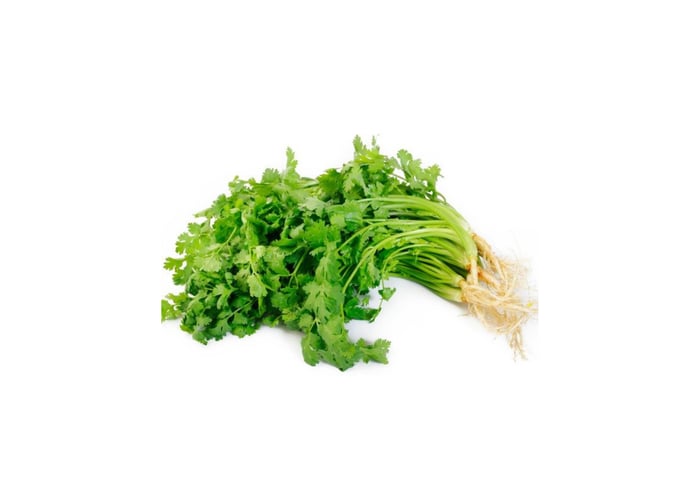 Taze Kişniş (1 demet) - Memleket Gurmesi