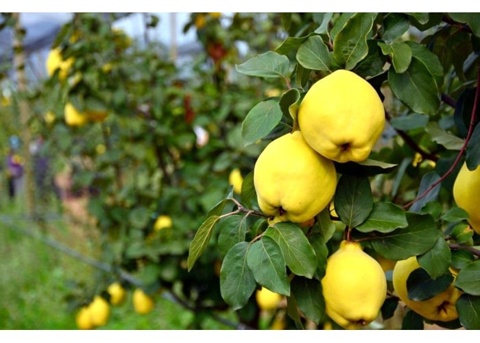 Ayva (1kg) - Memleket Gurmesi