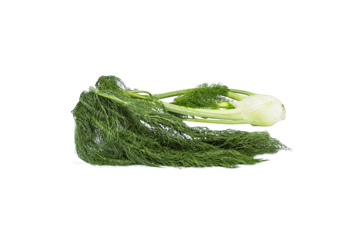 Organik Taze Rezene (Bağ, 1 - 1,3kg)