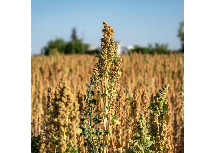 Yerli Kinoa (350gr) - İyisi Organik