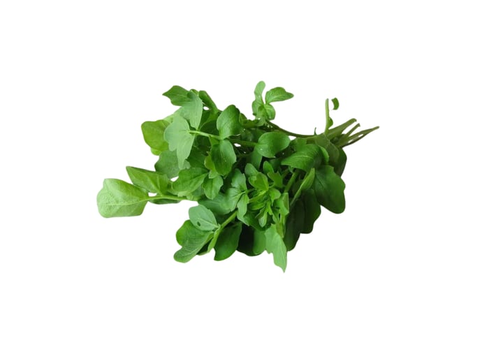 Tere Otu (1 demet) - Memleket Gurmesi