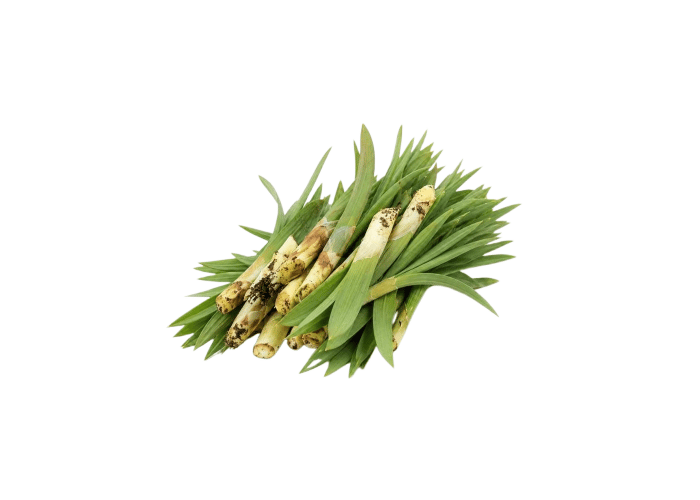 Çiriş Otu (500gr)