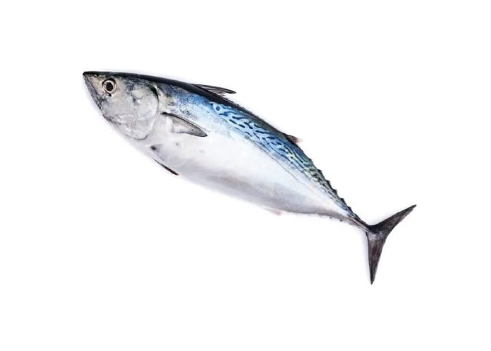 Palamut (300-500gr, Takoz Dilimli, Temizlenmiş Hali Daha Düşük Ağırlıktadır) - Balık Ye