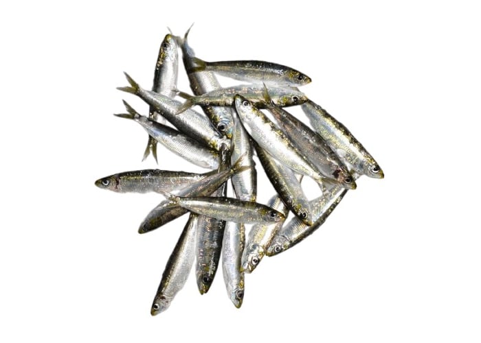 Sardalya (500gr, Temizlenmiş Hali Daha Düşük Ağırlıktadır) - Balık Ye