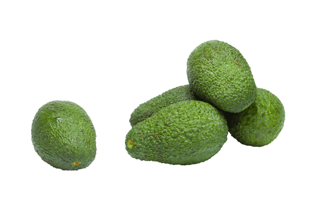 Organik Avokado