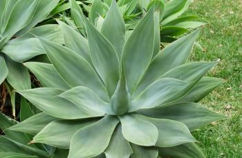 Agave nedir, nasıl kullanılır?