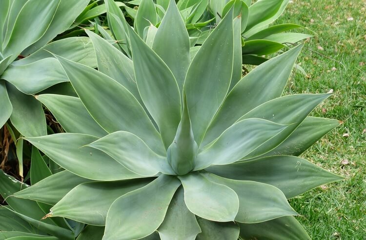Agave nedir, nasıl kullanılır?