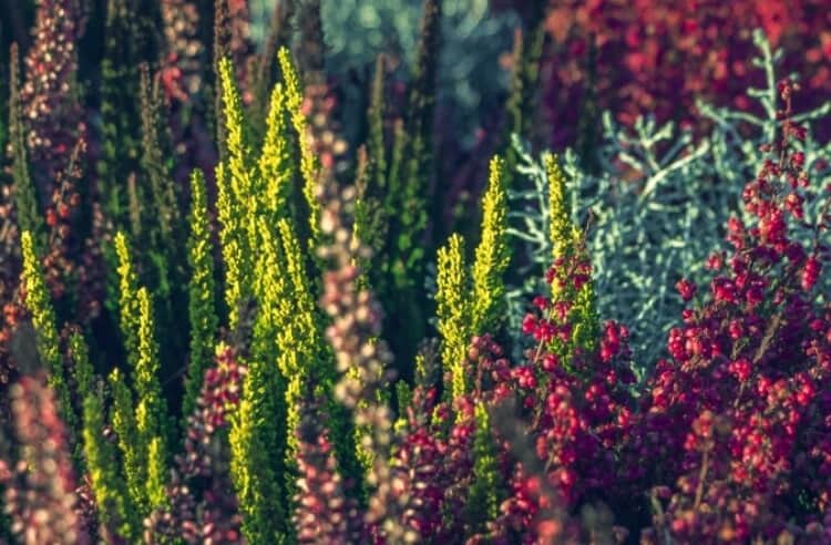 Gıda üretiminde biyolojik çeşitliliğin önemi