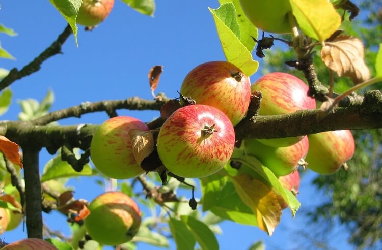 Elma yemenin bilimsel olarak kanıtlanmış faydaları