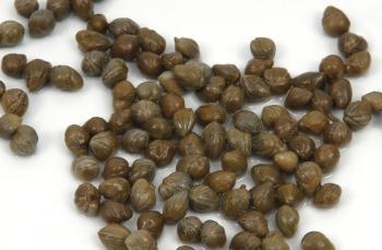 Kapari nedir, nasıl tüketilir?